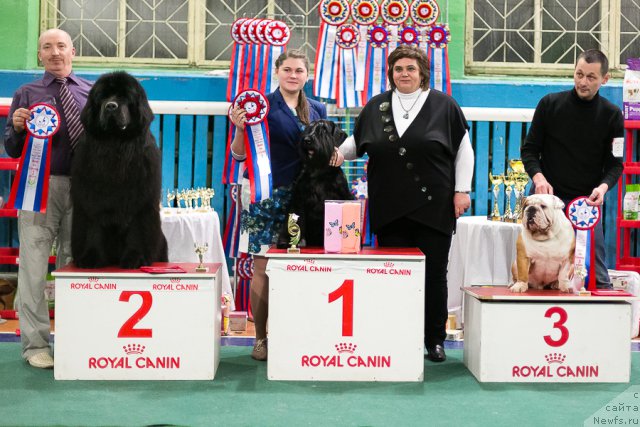 Фото: ньюфаундленд Симбад Покоритель Морей, Алексей Вотчал