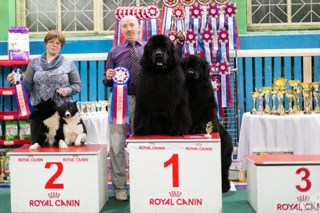 Фото: ньюфаундленд Симбад Покоритель Морей, ньюфаундленд Скарлет О'Хара, Алексей Вотчал
