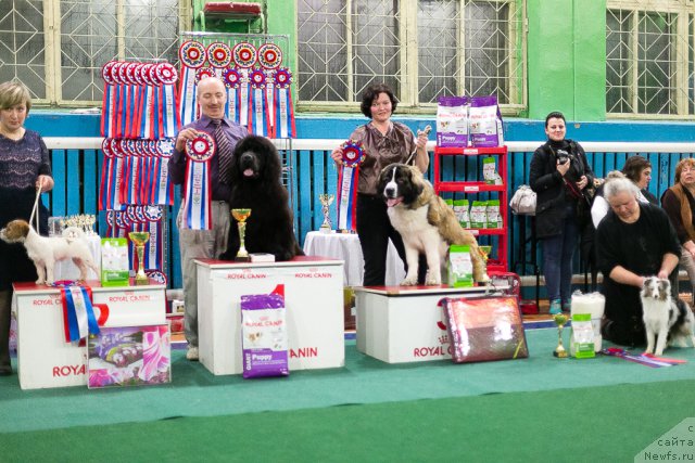 Фото: ньюфаундленд Назар Вятский Медведь (Nazar Vyatskiy Medved), Алексей Вотчал