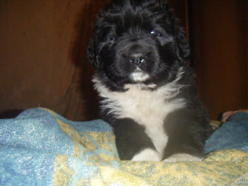 Фото: Щенки, ньюфаундленд Bella Donna Barbaresco Super Mishka, ньюфаундленд On Aroll Midnight Bear