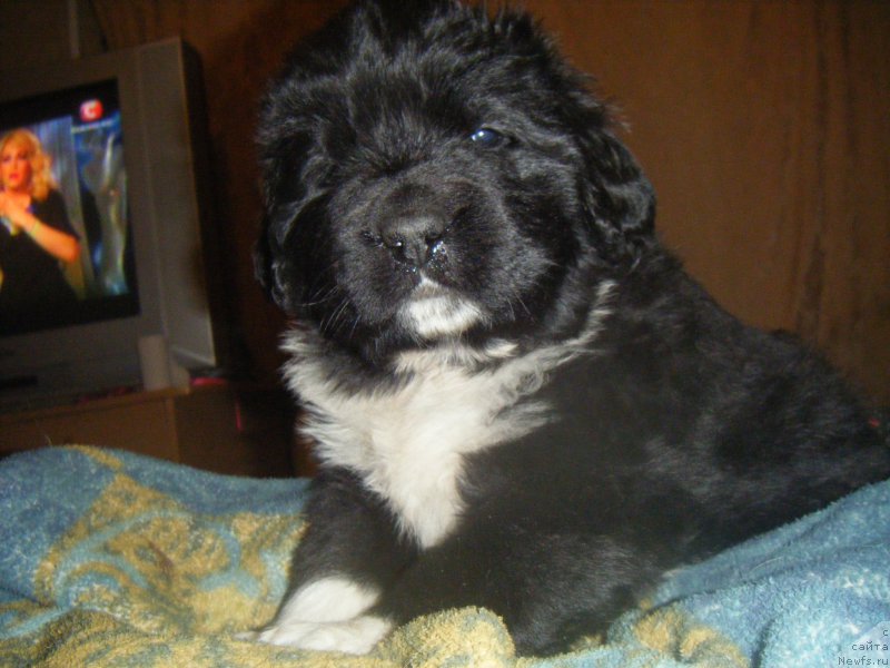 Фото: Щенки, ньюфаундленд Bella Donna Barbaresco Super Mishka, ньюфаундленд On Aroll Midnight Bear