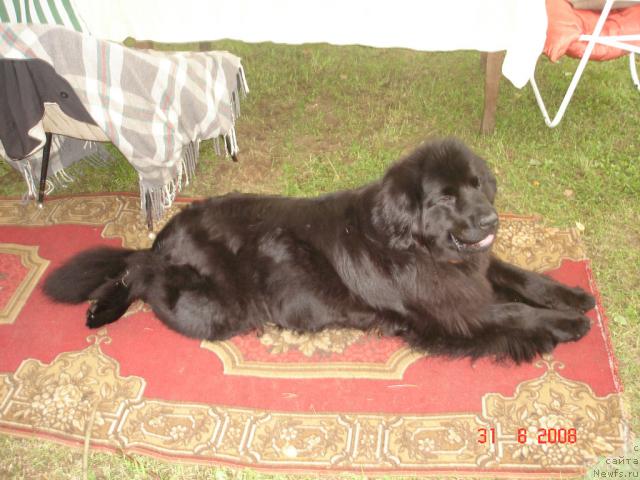 Фото: ньюфаундленд Смигар Осенняя Сказка