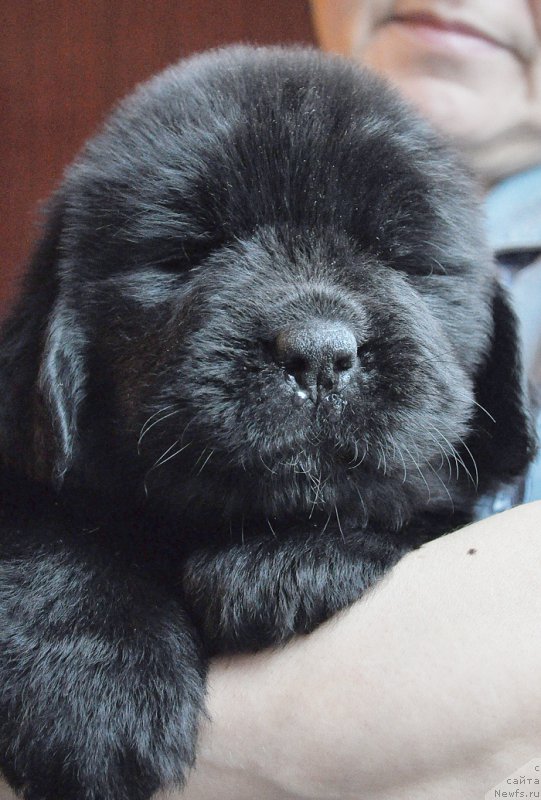 Фотография № 175741