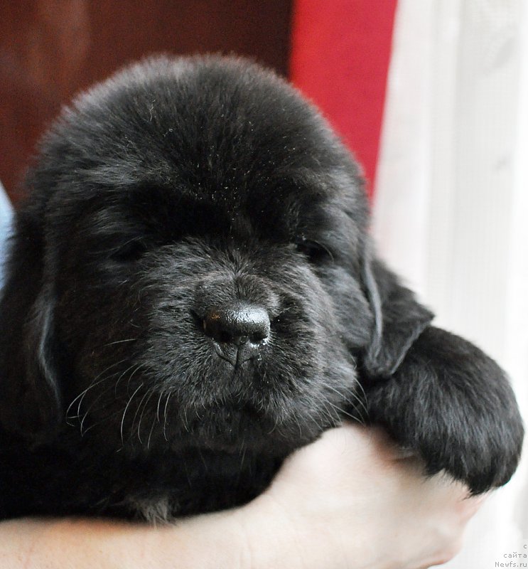 Фотография № 175742