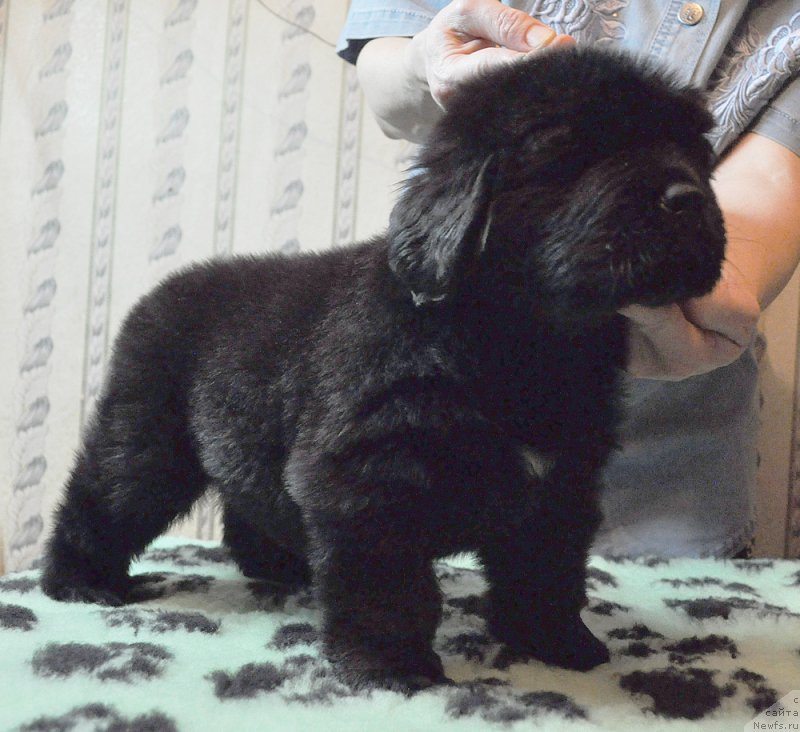 Фото: ньюфаундленд Бегущая по Волнам Зефирин Друэн (Beguschaya po Volnam Zephirine Drouhin)