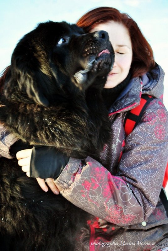 Фото: ньюфаундленд Черный Чанк с Берега Дона (Chernyj Chank s Berega Dona), Ирина Складнова