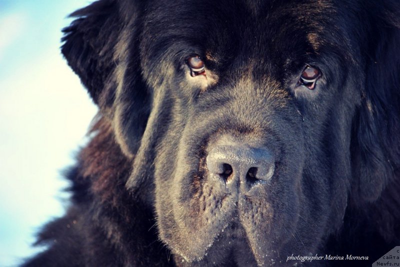 Фото: ньюфаундленд Черный Чанк с Берега Дона (Chernyj Chank s Berega Dona)