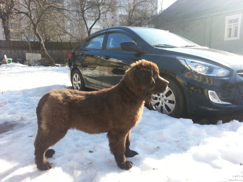 Фото: ньюфаундленд Николь Голд Стар (Nikol Gold Star)