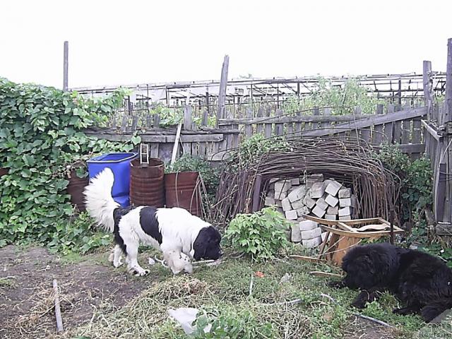 Фото: ньюфаундленд Супер Бизон Батон, ньюфаундленд Лесная Сказка Руслана