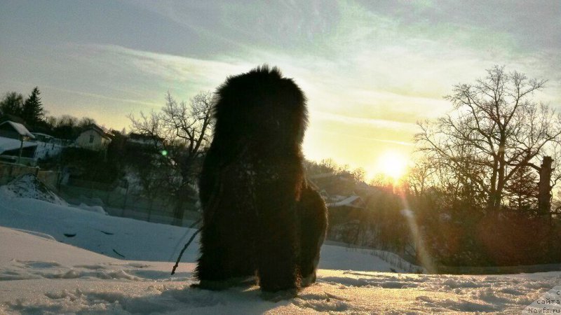 Фото: ньюфаундленд Хиллари Инкарнатион оф а Топ Секрет (Hillary Incarnation of a Top Secret)