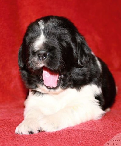 Фото: ньюфаундленд Hulk Invincible of Canadian Beardog