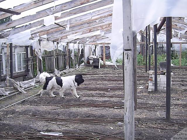 Фото: ньюфаундленд Супер Бизон Батон