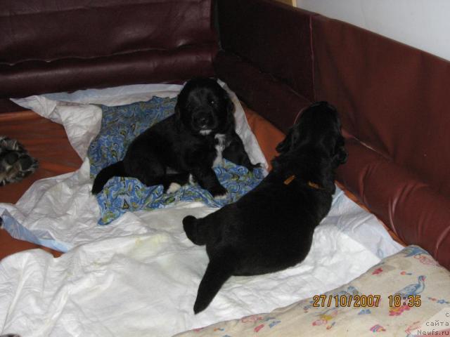 Фото: ньюфаундленд Бретани Северное Сияние