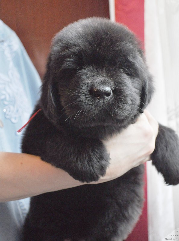 Фотография № 175781