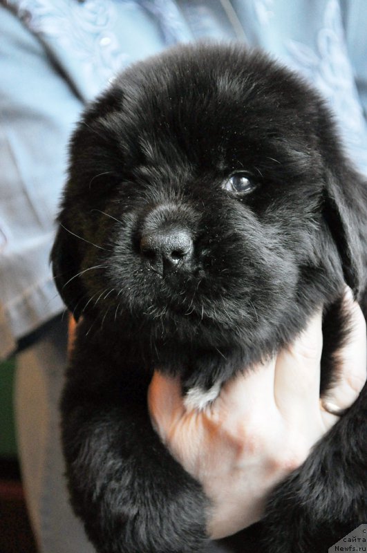 Фотография № 175784