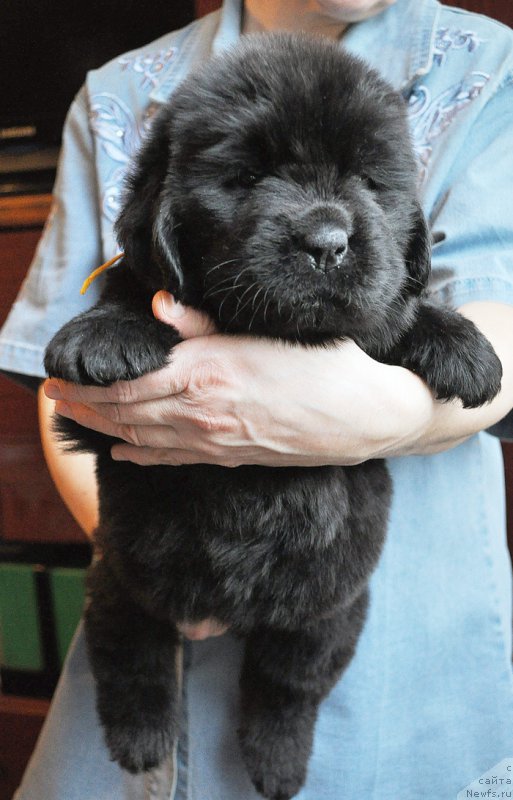 Фотография № 175785