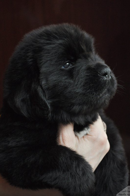 Фотография № 175787