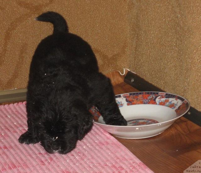 Фото: ньюфаундленд Бретани Северное Сияние