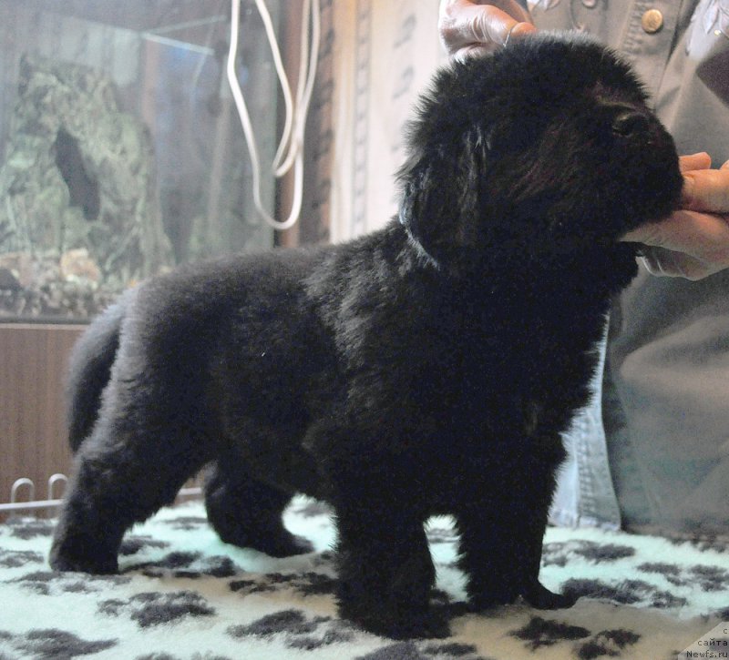 Фотография № 175793