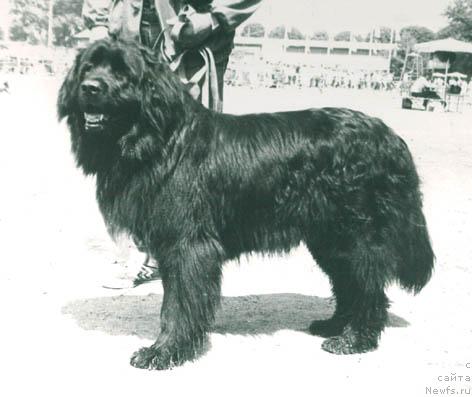 Фото: ньюфаундленд Айна Ластер