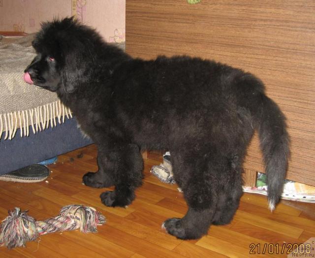 Фото: ньюфаундленд Бретани Северное Сияние