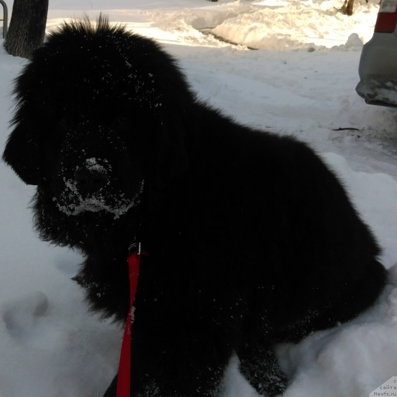 Фото: ньюфаундленд Гесси от Сибирского Медведя (Gessi ot Sibirskogo Medvedja)