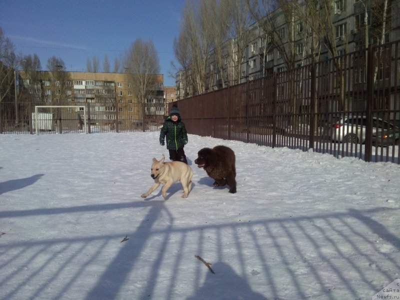 Фото: ньюфаундленд Вересковый Мёд с Берега Дона (Vereskovyj Mjod s Berega Dona)