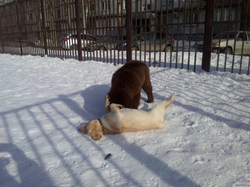 Фото: ньюфаундленд Вересковый Мёд с Берега Дона (Vereskovyj Mjod s Berega Dona)