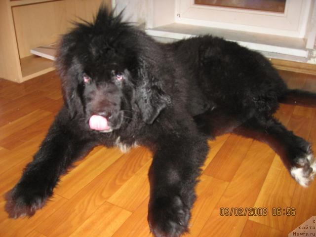 Фото: ньюфаундленд Бретани Северное Сияние