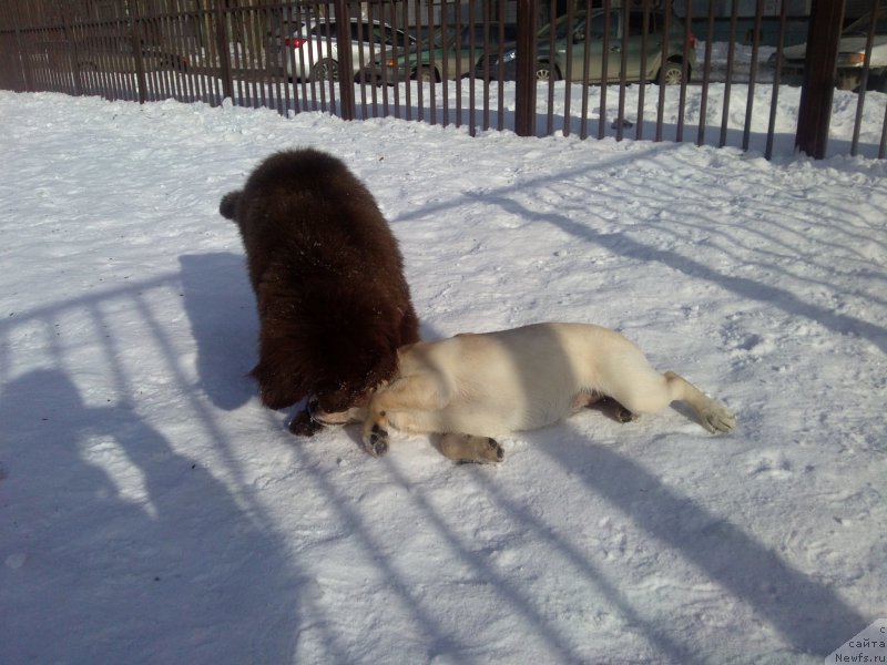Фото: ньюфаундленд Вересковый Мёд с Берега Дона (Vereskovyj Mjod s Berega Dona)