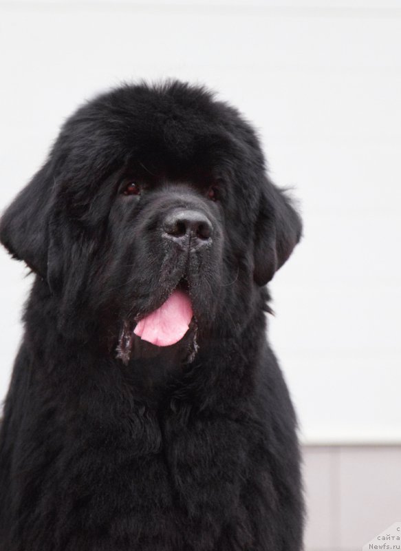 Фото: ньюфаундленд Дак Прайд Винтаж (Dark Pride Vintage)