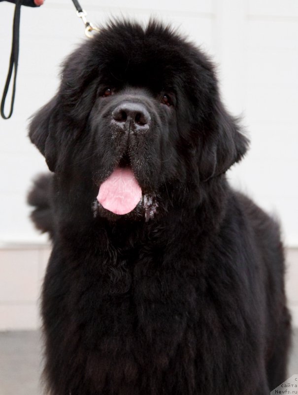 Фото: ньюфаундленд Дак Прайд Винтаж (Dark Pride Vintage)