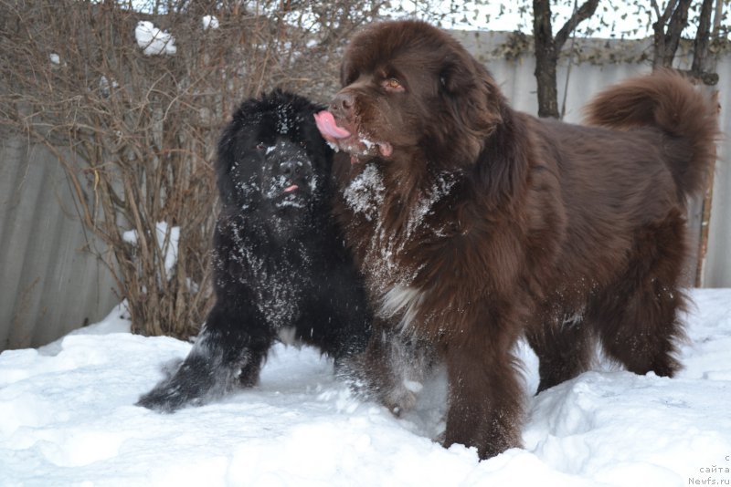 Фото: ньюфаундленд Талисман Моря Мишель, ньюфаундленд Акватория Келвин Риверданс (Aquatoriya Kelvin Riverdance)
