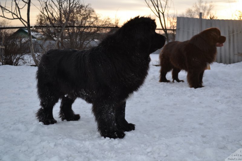 Фото: ньюфаундленд Талисман Моря Мишель, ньюфаундленд Акватория Келвин Риверданс (Aquatoriya Kelvin Riverdance)