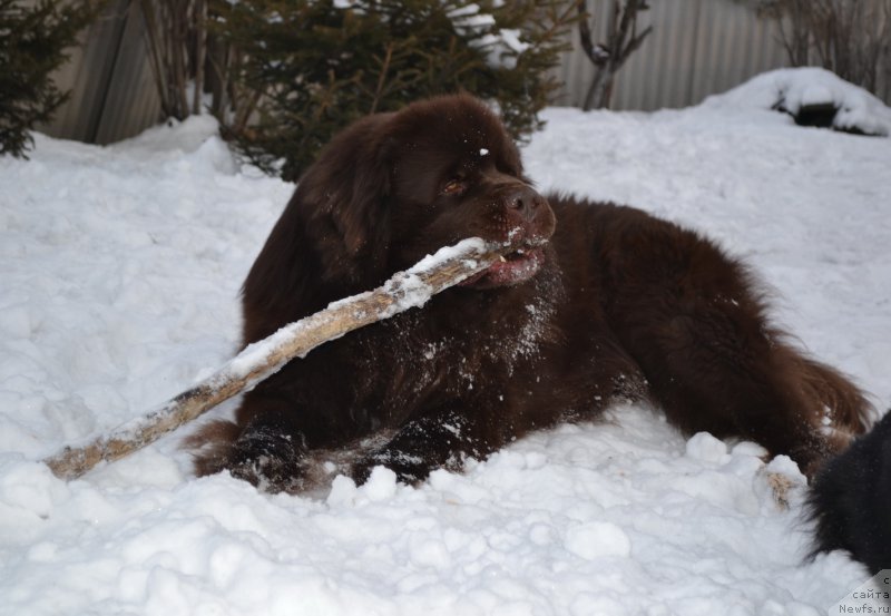 Фото: ньюфаундленд Акватория Келвин Риверданс (Aquatoriya Kelvin Riverdance)