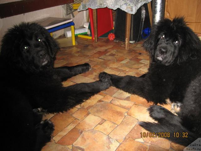 Фото: ньюфаундленд Барбара Черный Брильянт, ньюфаундленд Бретани Северное Сияние