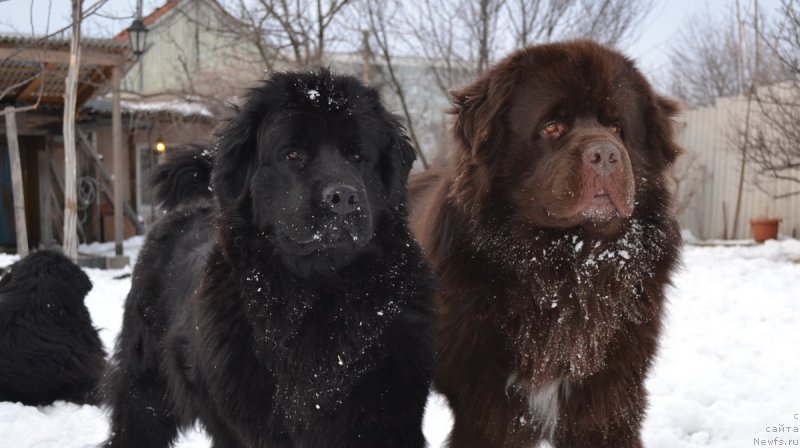Фото: ньюфаундленд Талисман Моря Магия Волн, ньюфаундленд Акватория Келвин Риверданс (Aquatoriya Kelvin Riverdance)