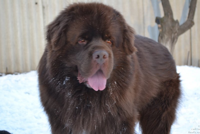 Фото: ньюфаундленд Акватория Келвин Риверданс (Aquatoriya Kelvin Riverdance)