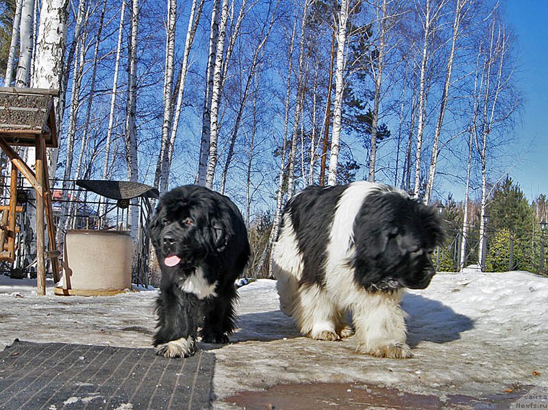 Фотография № 175833