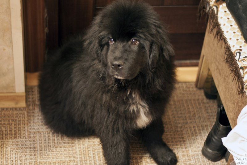 Фото: ньюфаундленд Ли Сан