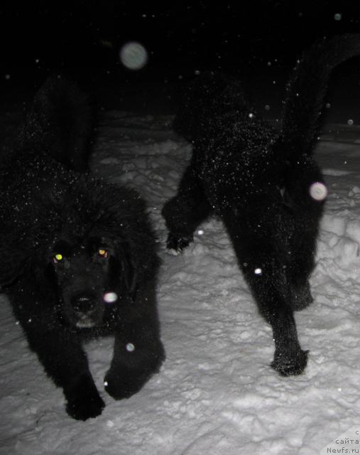 Фото: ньюфаундленд Бретани Северное Сияние, ньюфаундленд Барбара Черный Брильянт