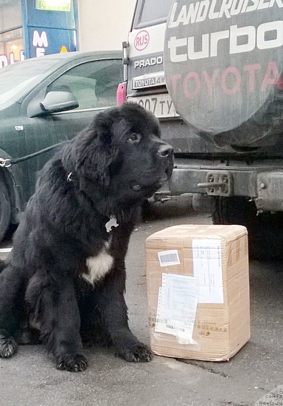 Фото: ньюфаундленд Бегущая по Волнам Чарт Топпер (Beguschaya po Volnam Сhart Topper)