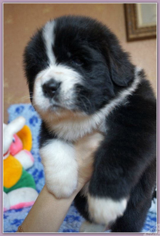 Фото: ньюфаундленд Сет тхе Ворлд он Фире Топаз (Set The World On Fire Topaz)