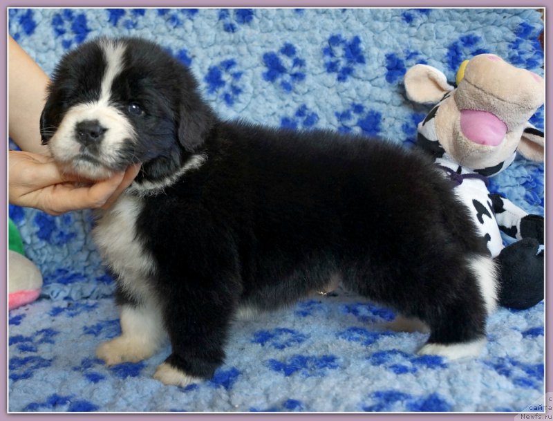 Фото: ньюфаундленд Сет тхе Ворлд он Фире Топаз (Set The World On Fire Topaz)