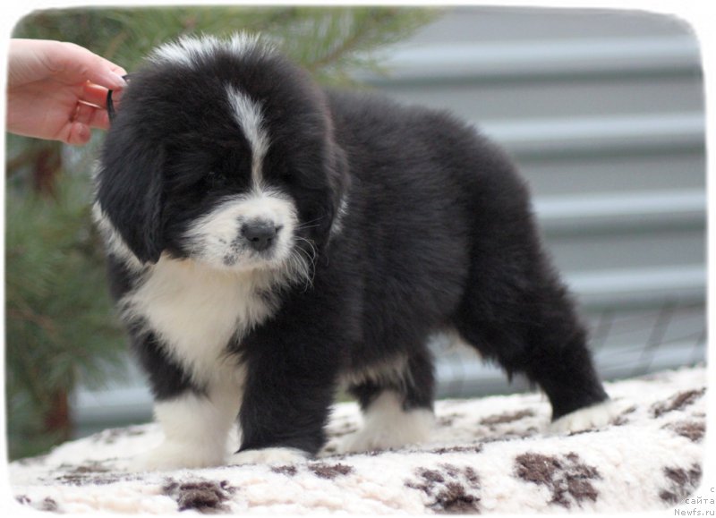 Фото: ньюфаундленд Сет тхе Ворлд он Фире Топаз (Set The World On Fire Topaz)