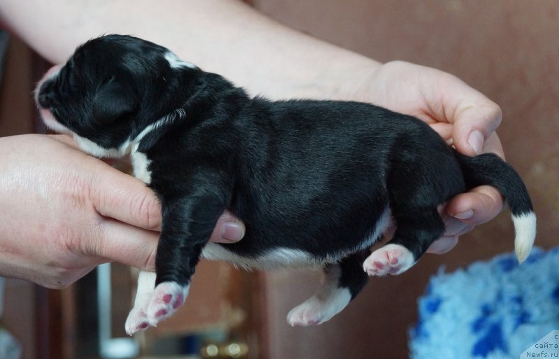 Фото: ньюфаундленд Сет тхе Ворлд он Фире Топаз (Set The World On Fire Topaz)