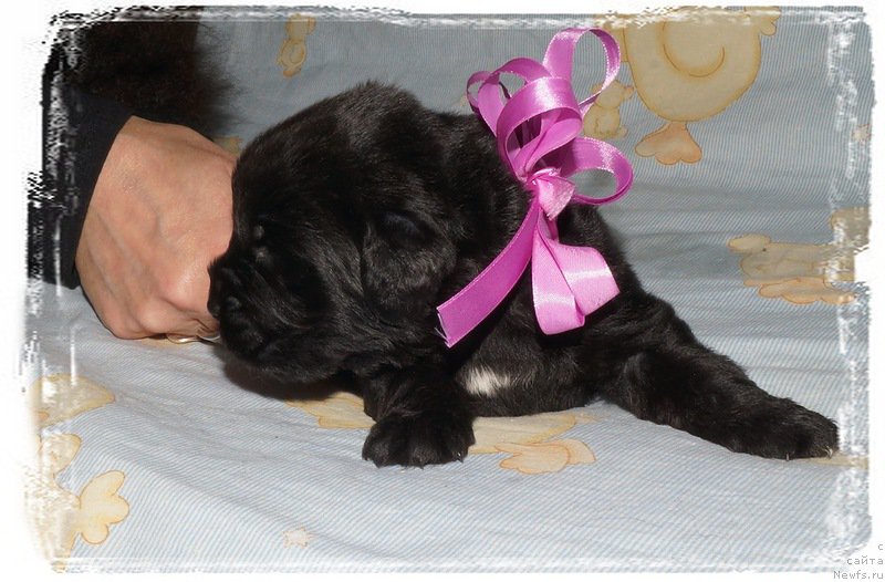 Фото: ньюфаундленд Питерньюф Интерактиве (Piternyuf Interactive)