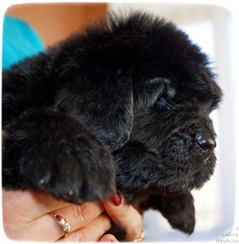 Фото: ньюфаундленд Питерньюф Интерактиве (Piternyuf Interactive)