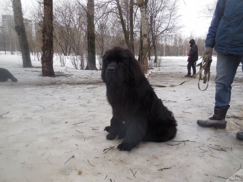 Фото: ньюфаундленд Черная Мафия Шот ин тхе Дарк (Chernaya Mafia Shot in the Dark)