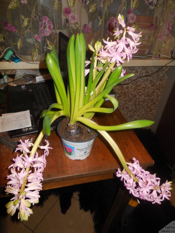 Фотография № 175877